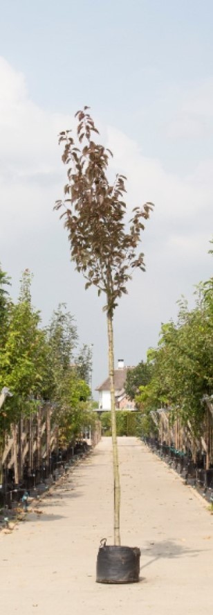Bomenbezorgd.nl - Rode japanse sierkers - Totaalhoogte 300-400 cm (10-14 cm stamomtrek) - ''Prunus serrulata Royal Burgundy''