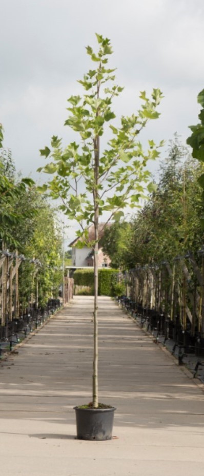 Bomenbezorgd.nl - Boom - Tulpenboom - 200-300 cm totaalhoogte (6-10 cm stamomtrek) - ''Liriodendron tulpifera''