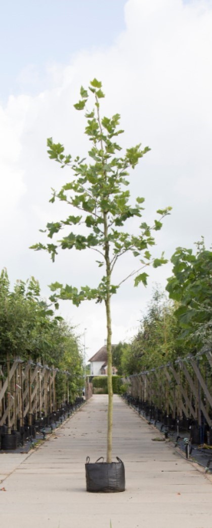 Bomenbezorgd.nl - Boom - Platanenboom - Totaalhoogte 400-500 cm (14-18 cm stamomtrek) ''Platanus hispanica''
