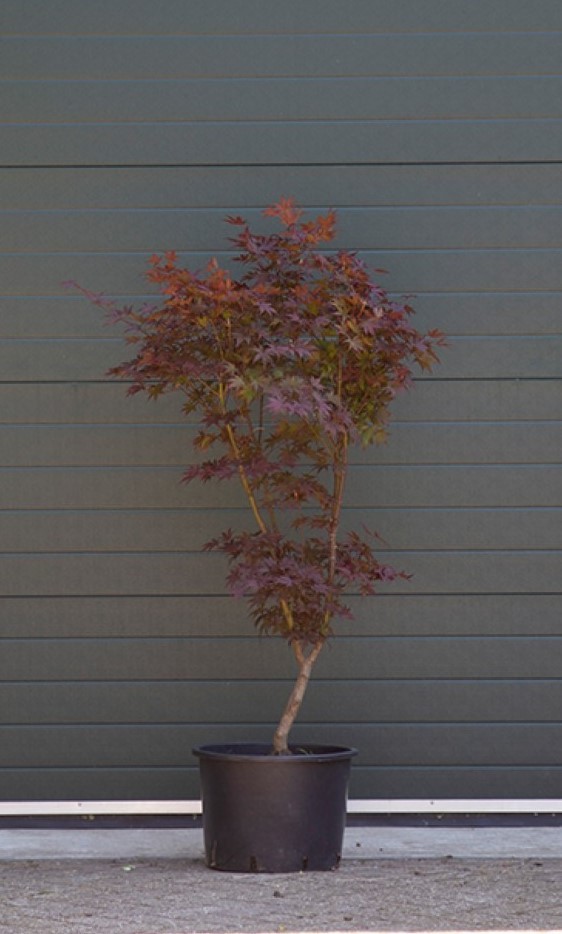 Rode Japanse esdoorn ‘Bloodgood' - ‘Acer palmatum Bloodgood’ 125 - 150 cm totaalhoogte