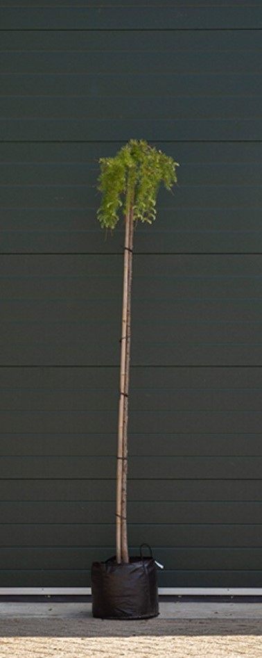Bomenbezorgd.nl - Boom - Japanse treurlork - Totaalhoogte 190-210 cm (6-10 cm stamomtrek) 180 cm stamhoogte - ‘Larix kaempferi Stiff Weeper’
