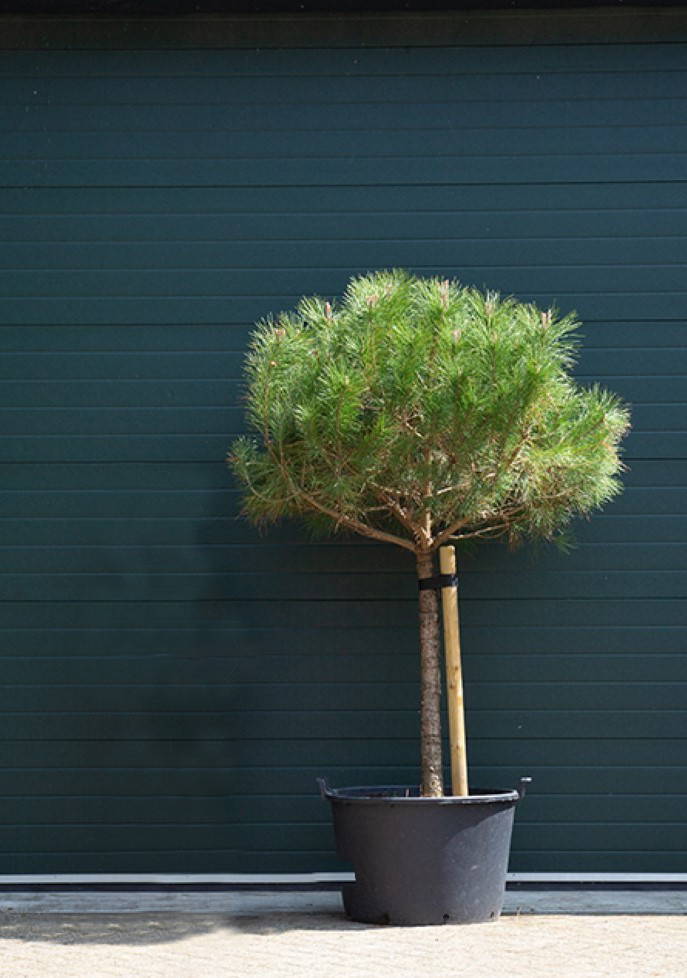 Parasolden - ‘Pinus pinea’ - 80-90 cm stamhoogte (130-150 cm totaalhoogte)