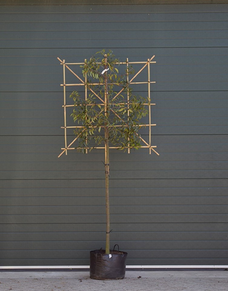 Bomenbezorgd.nl - leiboom - Portugese laurier als leiboom - 150 cm stamhoogte - Prunus lusitanica - Groenblijvend