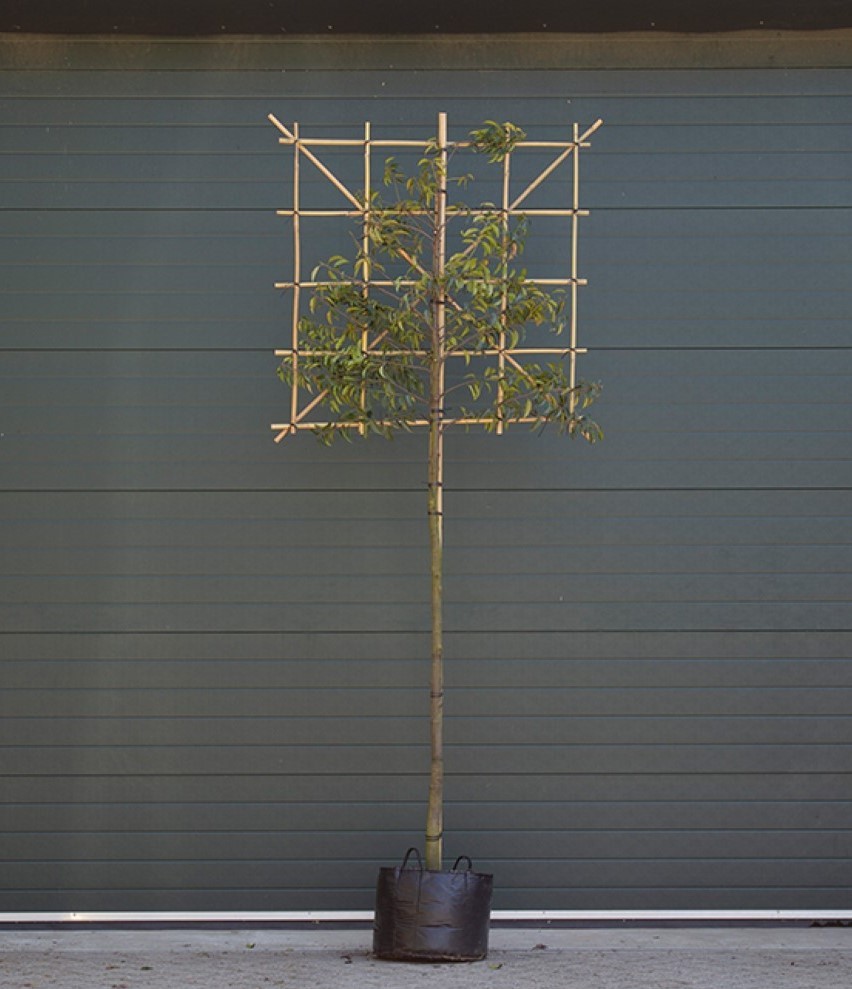 Bomenbezorgd.nl - leiboom - Portugese laurier als leiboom - 180 cm stamhoogte - Prunus lusitanica - Groenblijvend