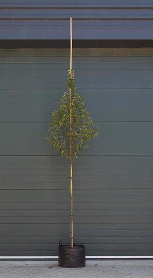 Bomenbezorgd.nl - Zuilboom - Portugese laurier hoogstam - Stamhoogte 150-180 cm (8-12 cm stamomtrek) - ‘Prunus lusitanica’