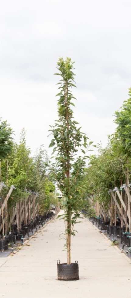 Japanse zuil sierkers Prunus serrulata Amanogawa h 450 cm st. h 30 cm