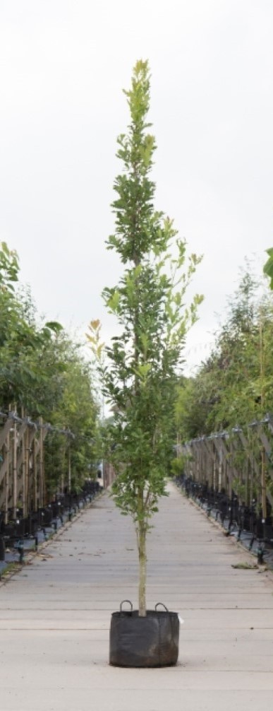 Bomenbezorgd.nl - Zuilboom - Eik - Totaalhoogte 300-400 cm (10-14 cm stamomtrek) - ''Quercus robur Fastigiate Koster''