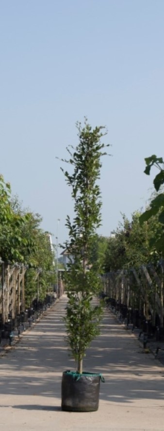 Bomenbezorgd.nl - Groene zuilbeuk - Totaalhoogte 300-400 cm (10-14 cm stamomtrek) - ''Fagus sylvatica Dawyck''
