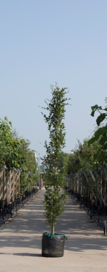 Bomenbezorgd.nl - Boom - Groene zuilbeuk - Totaalhoogte 400-500 cm (14-18 cm stamomtrek) - ''Fagus sylvatica Dawyck''