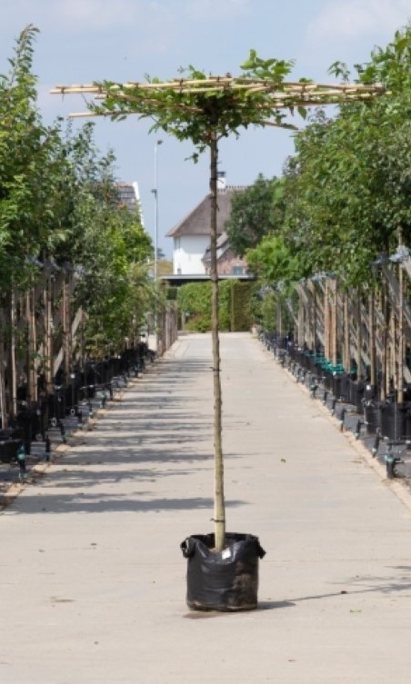 Haagbeuk vierkant dak Carpinus betulus stamhoogte 240 cm stamomtrek 16-20 cm totaalhoogte 240-260 cm