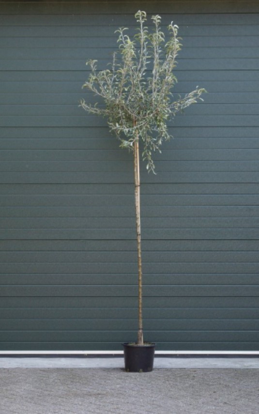 Bomenbezorgd.nl - Boom - Wilgbladige Treur Sierpeer - 220 cm Stamhoogte - (10-14 cm stamomtrek) - Totaalhoogte 240-260 cm - ''Pyrus salicifolia Pendula''