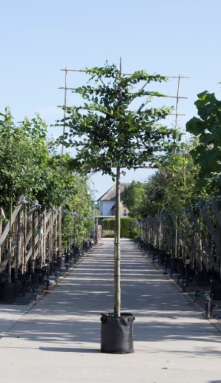 Haagbeuk als leiboom Carpinus betulus h 360 cm st. omtrek 18 cm st. h 240 cm