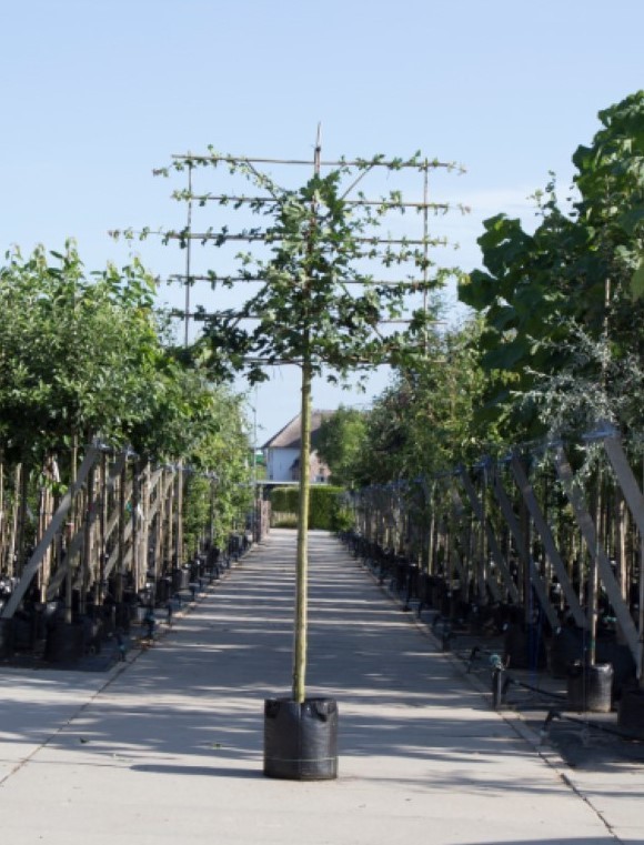 Spaanse aak als leiboom Acer campestre h 340 cm st. omtrek 12 cm st. h 220 cm