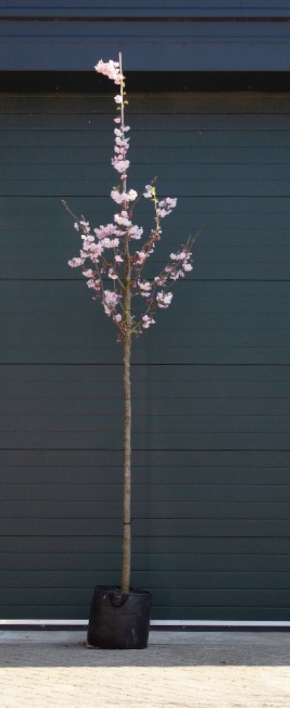 Japanse sierkers Accolade Prunus Accolade h 350 cm st. omtrek 12 cm