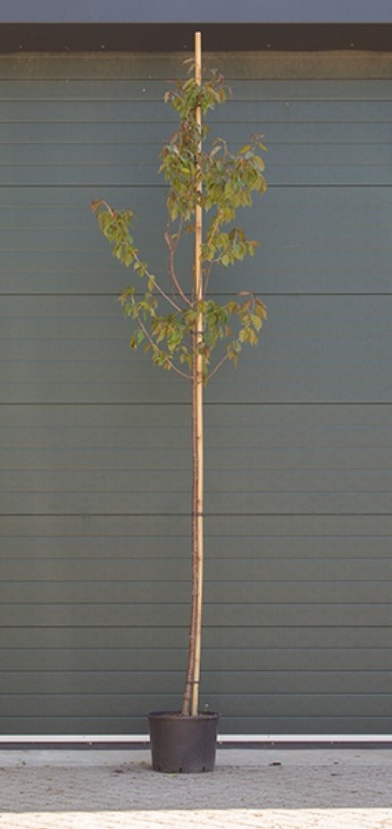 Zuil meidoorn Crataegus m. Stricta h 250 cm st. omtrek 8 cm