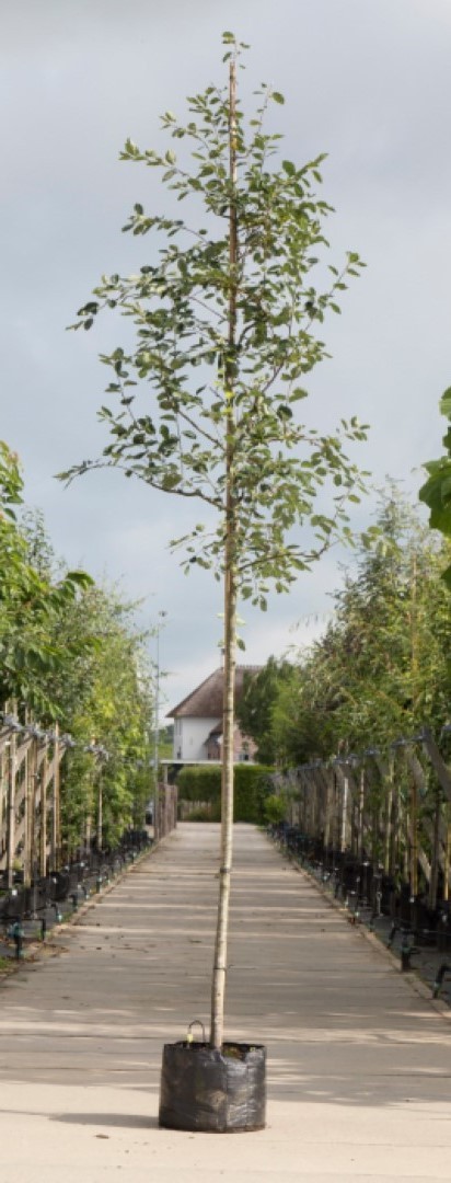 Gewone krentenboom Amelanchier lamarckii h 350 cm st. omtrek 12 cm