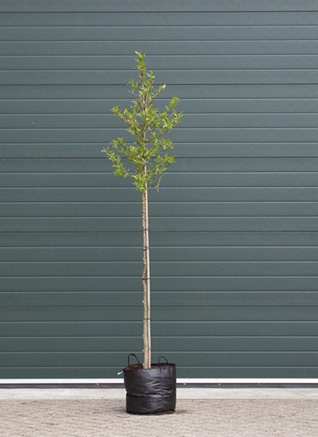 Stermagnolia Magnolia Stellata h 225 cm st. omtrek 7 cm st. h 150 cm