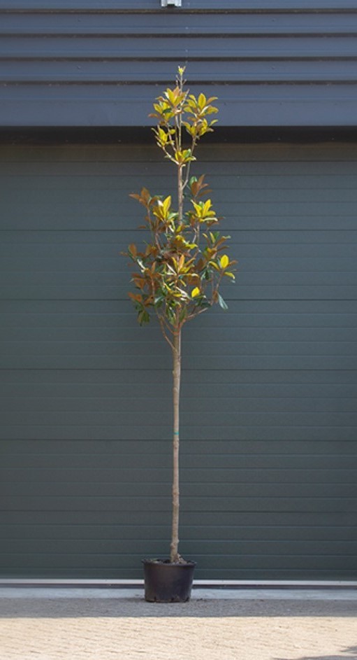 Magnolia grandiflora Magnolia grandiflora h 375 cm st. omtrek 13 cm