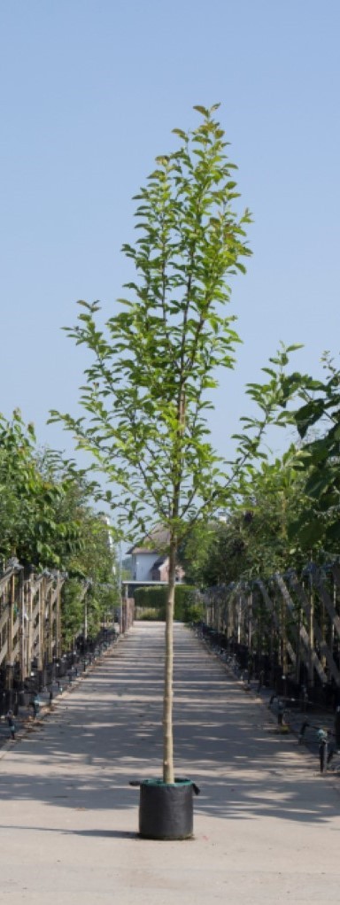 Beverboom Magnolia kobus h 350 cm st. omtrek 12 cm