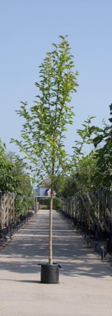 Beverboom Magnolia kobus h 450 cm st. omtrek 16 cm