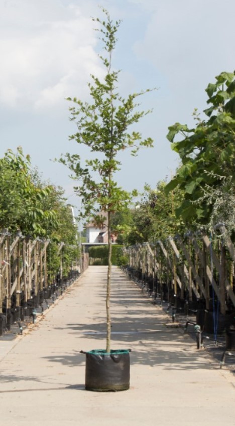 Groenbladige beuk Fagus sylvatica h 450 cm st. omtrek 16 cm