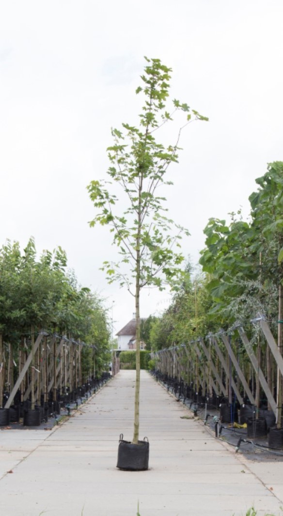 Noorse esdoorn Acer pl. Emmerald Queen h 250 cm st. omtrek 8 cm