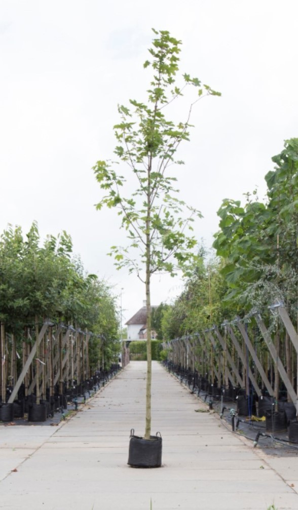 Noorse esdoorn Acer pl. Emmerald Queen h 550 cm st. omtrek 19 cm