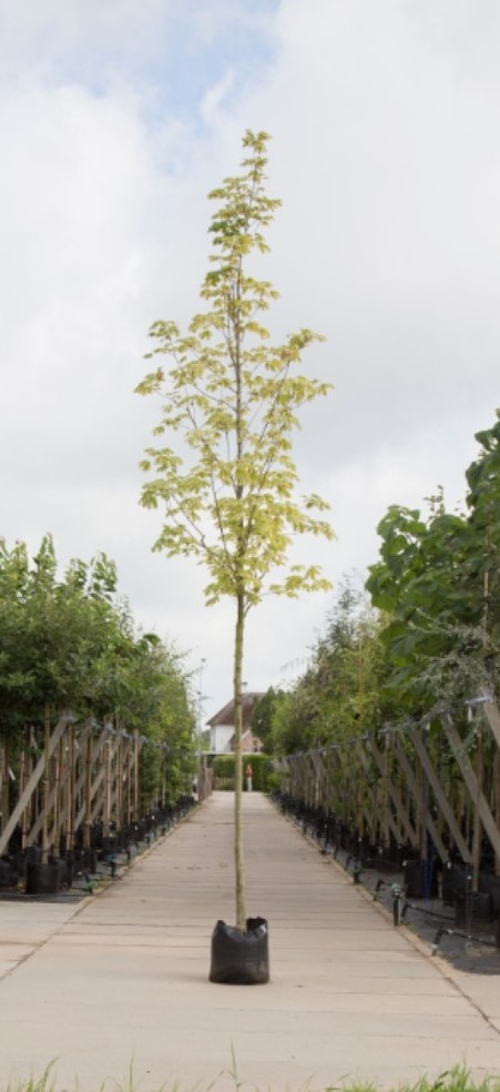 Bontbladige Noorse Esdoorn Acer pl. Drummondii h 350 cm st. omtrek 12 cm