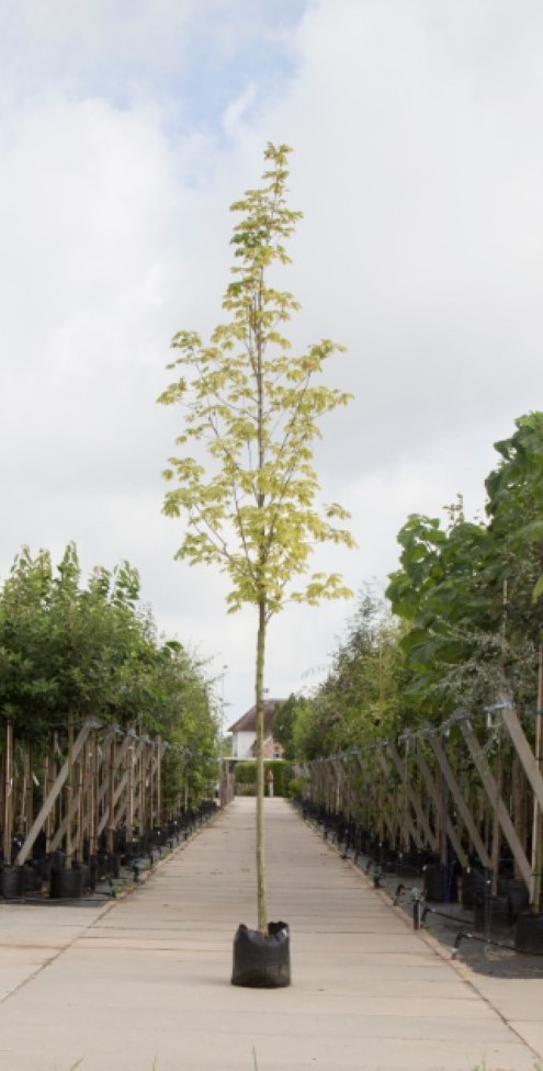 Bontbladige Noorse Esdoorn Acer pl. Drummondii h 450 cm st. omtrek 16 cm