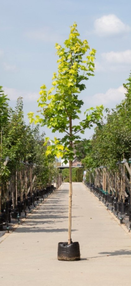 Geeldbladige Noorse esdoorn Acer pl. Princeton Gold h 450 cm st. omtrek 16 cm