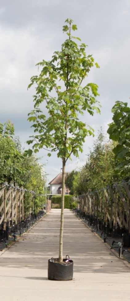 Gewone esdoorn Acer pseudoplatanus h 250 cm st. omtrek 8 cm