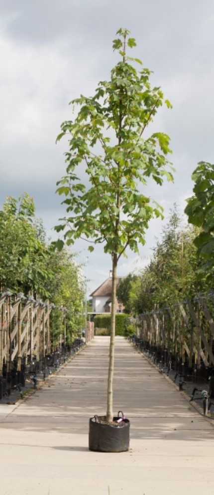 Gewone esdoorn Acer pseudoplatanus h 550 cm st. omtrek 19 cm