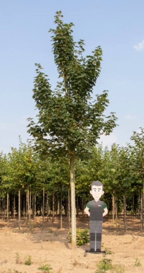Gewone esdoorn Acer pseudoplatanus h 600 cm st. omtrek 22,5 cm