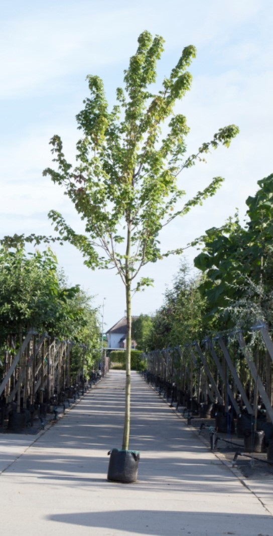 Amerikaanse rode esdoorn Acer rubrum h 350 cm st. omtrek 12 cm