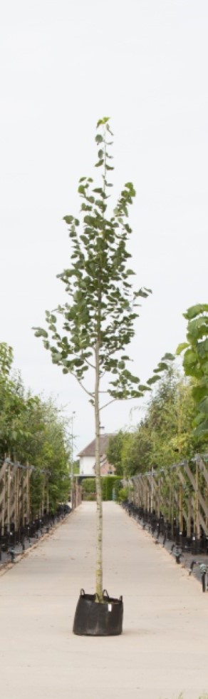 Krimlinde Tilia europea Euchlora h 550 cm st. omtrek 19 cm