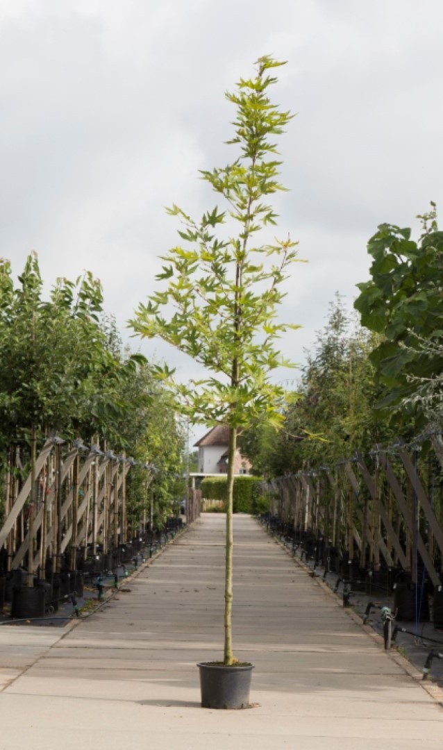 Oosterse plataan Platanus orientalis Minaret h 350 cm st. omtrek 12 cm Warentuin Natuurlijk