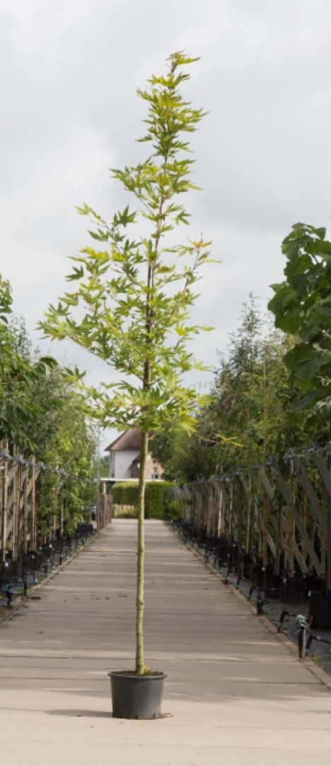 Oosterse plataan Platanus orientalis Minaret h 450 cm st. omtrek 16 cm Warentuin Natuurlijk