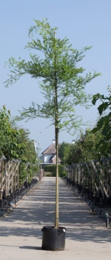 Honingboom Sophora japonica h 550 cm st. omtrek 19 cm