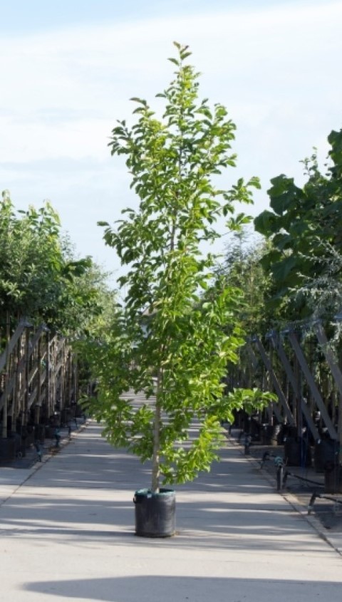 Beverboom laagstam Magnolia kobus h 250 cm st. omtrek 8 cm
