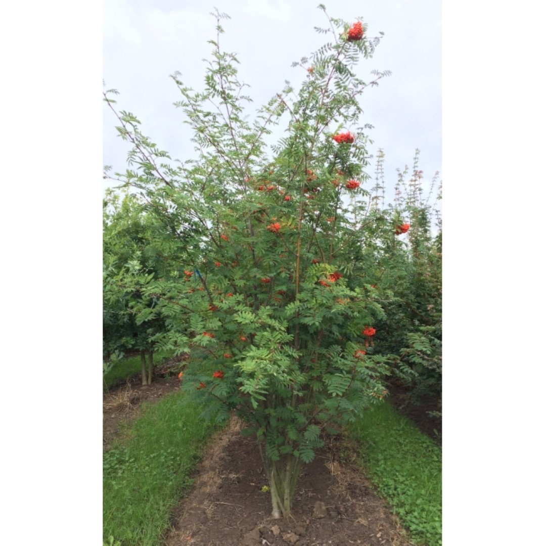 Lijsterbes meerstammig Sorbus aucuparia h 162,5 cm - Warentuin Natuurlijk