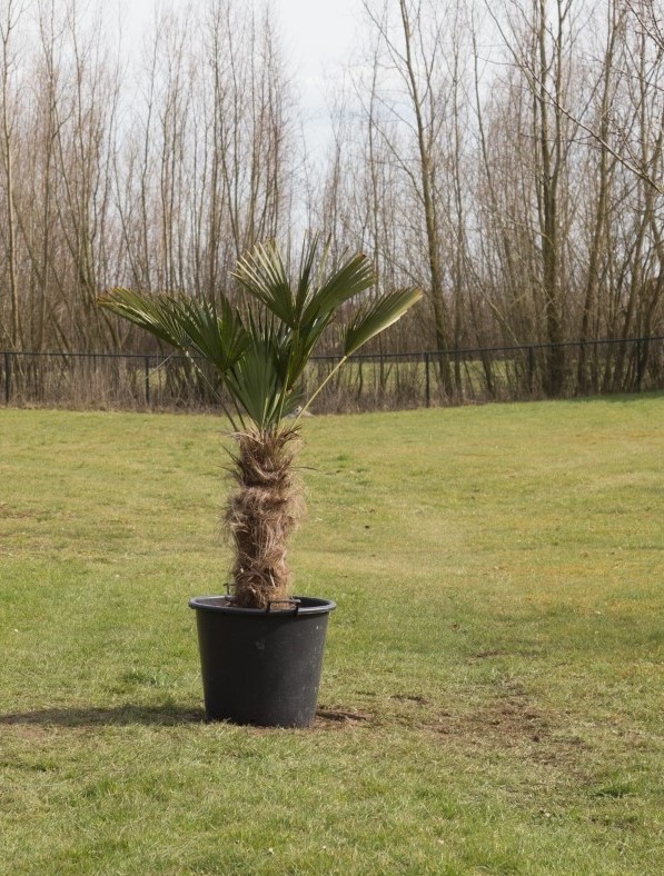 Wagner palm - 'Trachycarpus wagnerianus' (40-50 cm stamhoogte)