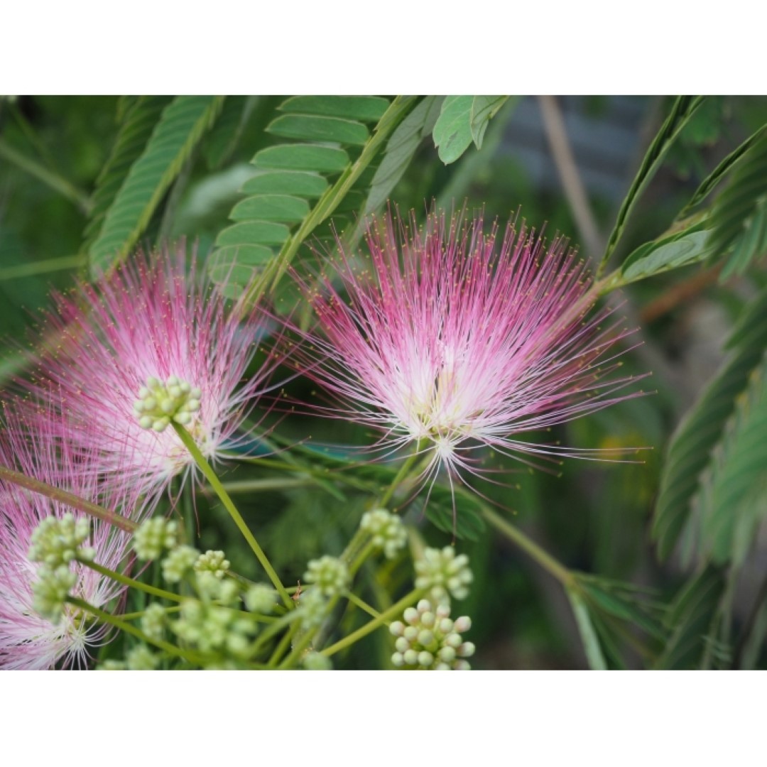 Bomenbezorgd.nl - Bloesemboom - Perzische slaapboom meerstammig - 250- 300 cm - roze bloei