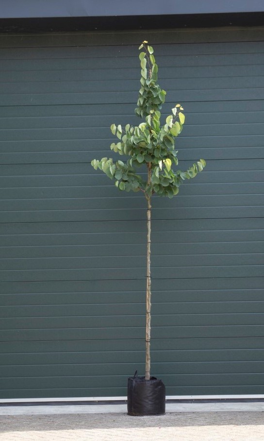 Bomenbezorgd.nl - Gewone judasboom - Stamhoogte 160-180 cm (6-8 cm stamomtrek) - ''Cercis canadensis''