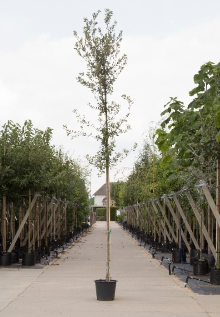 Bomenbezorgd.nl - Boom - Steeneik - Stamhoogte 160-180 cm (4-6 cm stamomtrek) - Totaalhoogte 200-250 cm - ''Quercus ilex''