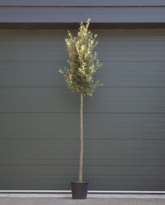 Steeneik Quercus ilex h 375 cm st. omtrek 17 cm st. h 190 cm