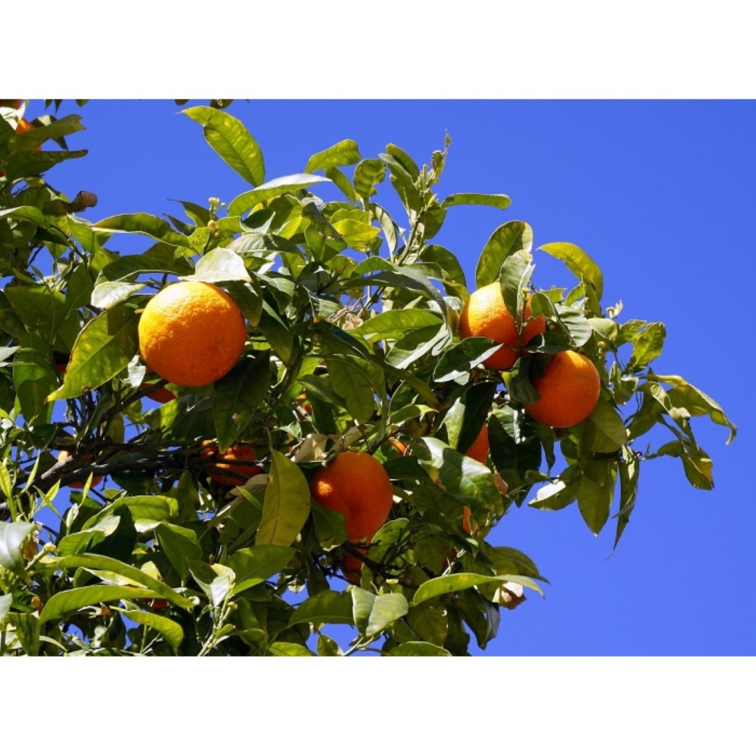 Sinaasappelboom Citrus sinensis h 130 cm st. omtrek 12,5 cm