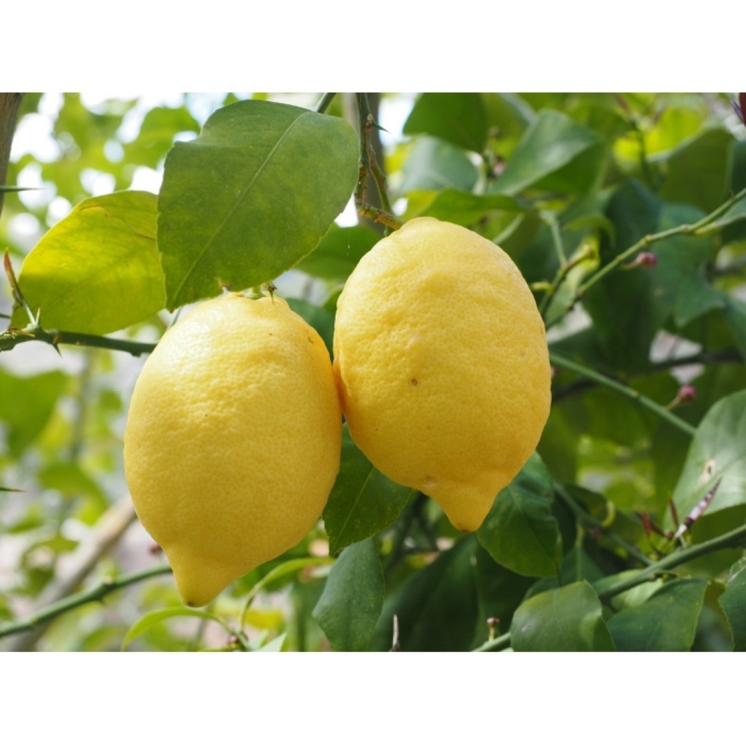 https://www.warentuin.nl/media/catalog/product/1/7/1778720174424533_2_warentuin_natuurlijk_boom_zure_citroen_boom_citrus_limon_1ace.jpg