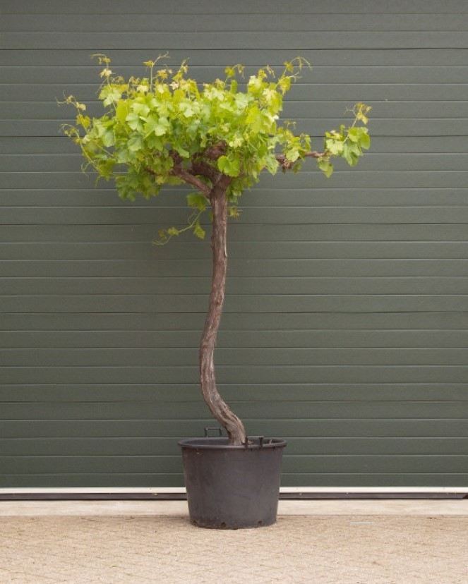 Druivenboom dakvorm Vitis vinifera h 200 cm st. omtrek 27,5 cm st. h 165 cm