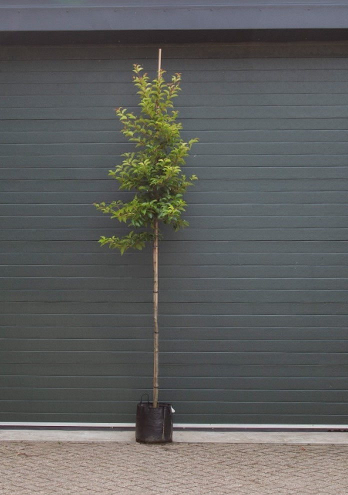 Portugese laurier Tico hoogstam Prunus lus. Tico h 275 cm st. omtrek 6 cm