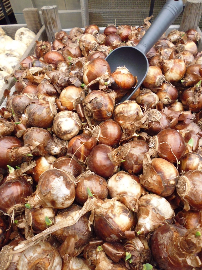 Bollen Geurende Narcis Paperwhite - Warentuin Natuurlijk